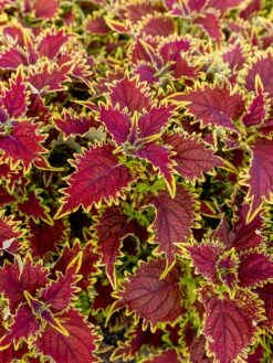 Coleus, Copperhead -Hot Sale Flower Seed Store prod600036 alt2