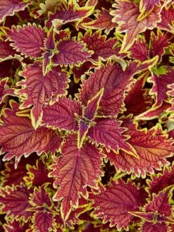 Coleus, Copperhead -Hot Sale Flower Seed Store prod600036 main 1