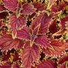 Coleus, Copperhead 1 Coleus, Copperhead -Hot Sale Flower Seed Store prod600036 main