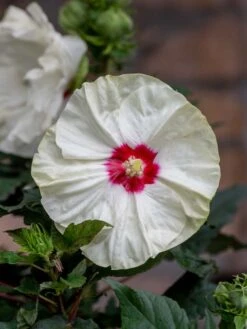 Hibiscus, Summerific® French Vanilla -Hot Sale Flower Seed Store prod600039 alt1 1