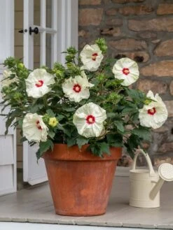Hibiscus, Summerific® French Vanilla -Hot Sale Flower Seed Store prod600039 alt2 1