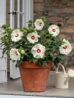 Hibiscus, Summerific® French Vanilla -Hot Sale Flower Seed Store prod600039 alt2