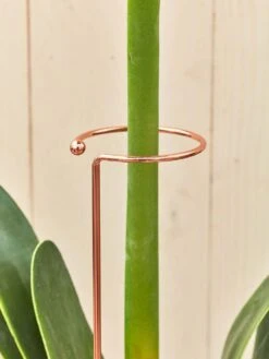 Support Kit, Amaryllis & Orchid