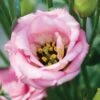 Lisianthus, Misty Pink -Hot Sale Flower Seed Store prod600053 main