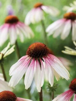 Echinacea​, Pretty Parasols​ -Hot Sale Flower Seed Store prod600064 main 1 1