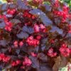 Begonia, Viking XL Red On Chocolate -Hot Sale Flower Seed Store prod600073 main 1