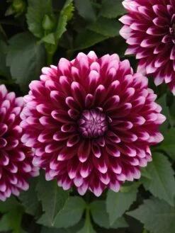 Dahlia, Dalya Purple & White