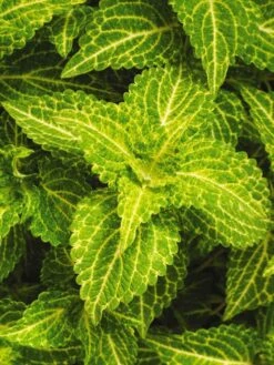 Coleus, Electric Lime -Hot Sale Flower Seed Store prod600076 main 1 1