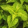 Coleus, Electric Lime -Hot Sale Flower Seed Store prod600076 main 1