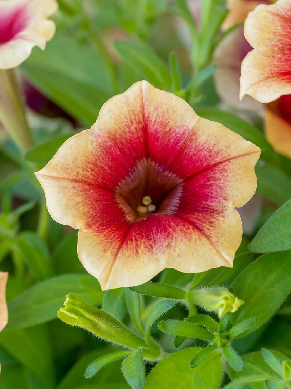 Petunia, Fun House Peach Melba 5 Petunia, Fun House Peach Melba - Image 3