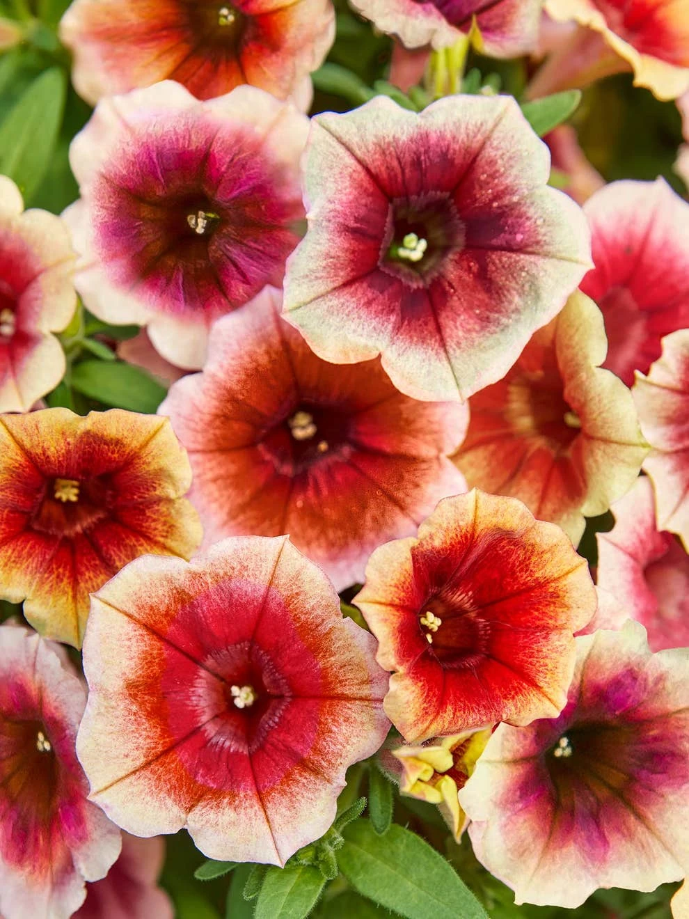 Petunia, Fun House Peach Melba 3 Petunia, Fun House Peach Melba