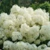 Hydrangea Paniculata, Puffer Fishâ„¢ 2 Hydrangea Paniculata, Puffer Fishâ„¢ -Hot Sale Flower Seed Store prod600085 main 1