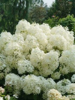 Hydrangea Paniculata, Puffer Fish™