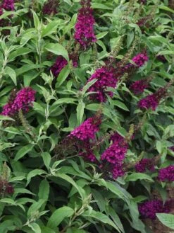Buddleia, Chrysalis Cranberry​ -Hot Sale Flower Seed Store prod600088 alt1 1 1