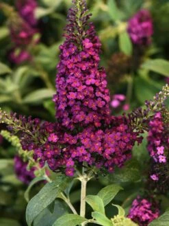 Buddleia, Chrysalis Cranberry​ -Hot Sale Flower Seed Store prod600088 alt2 1