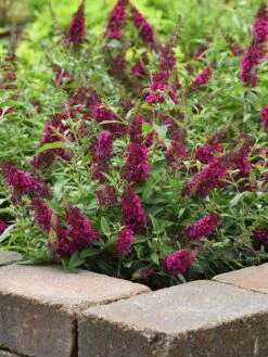 Buddleia, Chrysalis Cranberry​ -Hot Sale Flower Seed Store prod600088 main 1 1