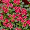 Vinca, Soiree Kawaii Red Shades -Hot Sale Flower Seed Store prod600104 main 1