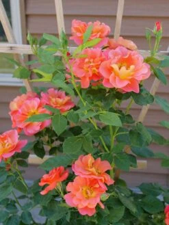 Rose, Rise Up Emberays -Hot Sale Flower Seed Store prod600173 alt1
