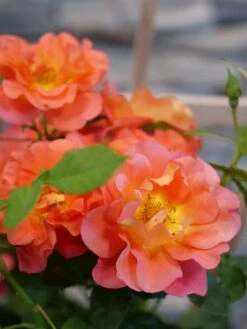 Rose, Rise Up Emberays -Hot Sale Flower Seed Store prod600173 main 1