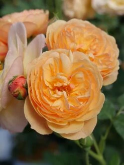 Rose, Flavorette Honey-Apricott -Hot Sale Flower Seed Store prod600174 alt1 1