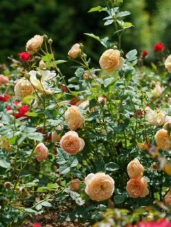Rose, Flavorette Honey-Apricott -Hot Sale Flower Seed Store prod600174 alt2