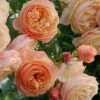 Rose, Flavorette Honey-Apricott -Hot Sale Flower Seed Store prod600174 main
