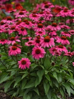 Echinacea, Sombrero Rosada
