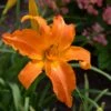 Daylily, Primal Scream -Hot Sale Flower Seed Store prod600197 main