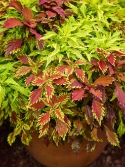 Coleus, MixMasters Fire And Spice